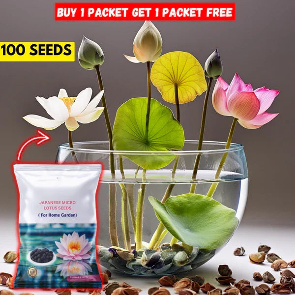 Japanese Bonsai Multicolour Bowl Lotus Seeds (7 Days Germination) - Buy 1 Get 1 Packet FREE