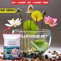 Japanese Bonsai Multicolour Bowl Lotus Seeds (7 Days Germination) - Buy 1 Get 1 Packet FREE