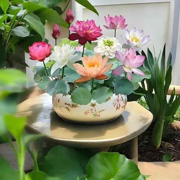 Japanese Bonsai Multicolour Bowl Lotus Seeds (7 Days Germination) - Buy 1 Get 1 Packet FREE