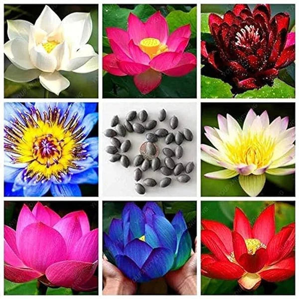 Japanese Bonsai Multicolour Bowl Lotus Seeds (7 Days Germination) - Buy 1 Get 1 Packet FREE