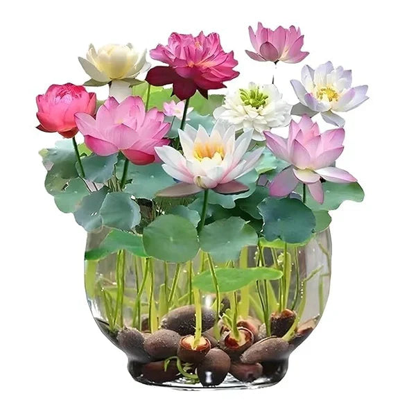 Japanese Bonsai Multicolour Bowl Lotus Seeds (7 Days Germination) - Buy 1 Get 1 Packet FREE